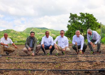 Inicia la cosecha de tabaco 2025-2026 con más de 160 mil tareas sembradas  