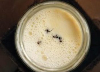 Científicos logran fermentar yogur con hormigas vivas siguiendo una receta tradicional