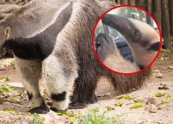 Oso hormiguero rescatado en La Altagracia no figura en registros de Medio Ambiente