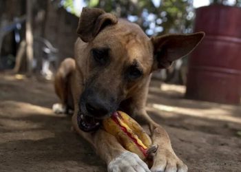 El ‘enganche’ de los perros con sus ‘juguetes’ es similar al de los humanos con los videojuegos, según un estudio