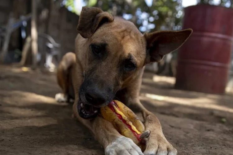 El ‘enganche’ de los perros con sus ‘juguetes’ es similar al de los humanos con los videojuegos, según un estudio