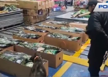 Decomisan en Ecuador 38.000 gramos de cocaína ocultos en carga que iba a Inglaterra