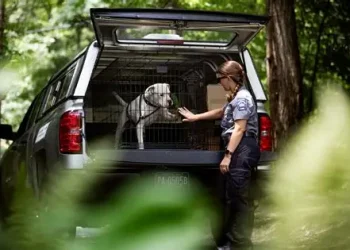 Niño muere atacado por rottweilers mientras su niñera dormía