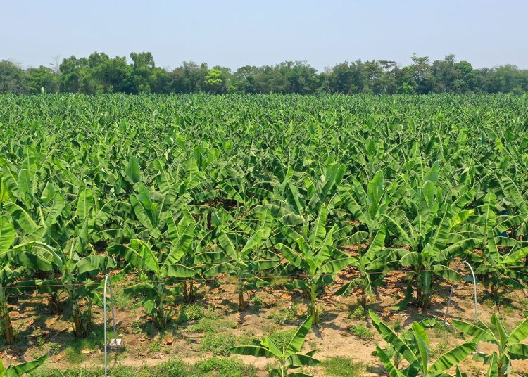 Ministerio de Agricultura activa Plan de Contingencia agropecuario ante posibles efectos de Melissa