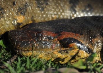 Un estudio detecta 66 especies de serpientes en un municipio de la Amazonía de Ecuador