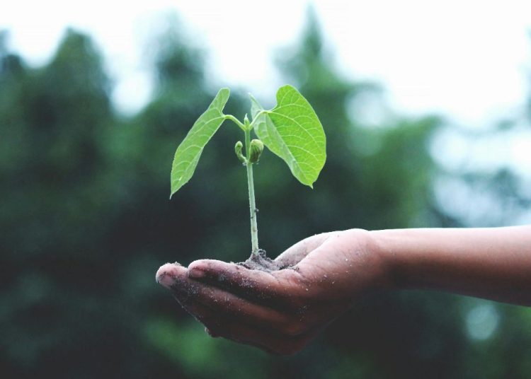 Empresas aumentan inversión en sostenibilidad y obtienen beneficios económicos, según BCG