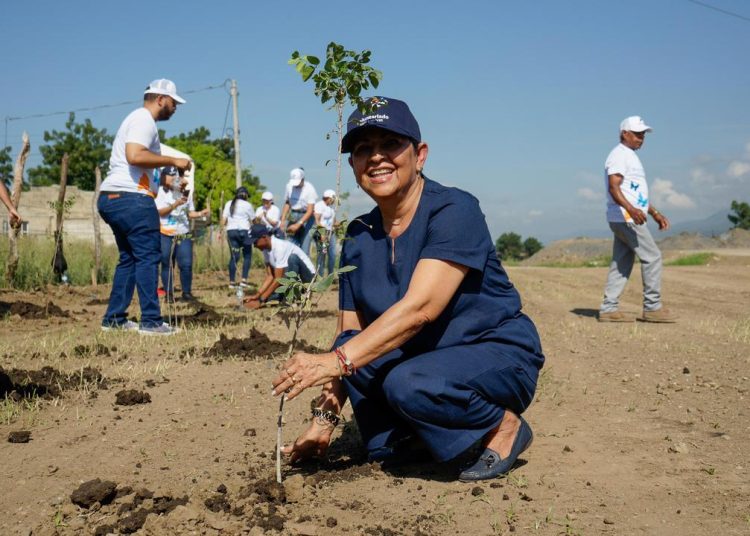 Voluntariado Banreservas siembra 1,500 caobas criollas en Navarrete durante el Mes de la Reforestación
