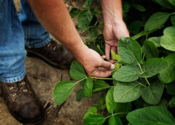 La soya sostenible impulsa el desarrollo económico y la seguridad alimentaria en República Dominicana