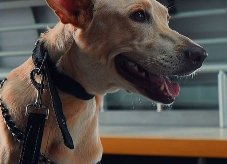 Perros rescatados se convierten en héroes en la unidad K9 del Metro de Santo Domingo