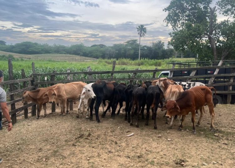 PN recupera 34 becerros sustraídos mediante estafa en Nagua, provincia María Trinidad Sánchez