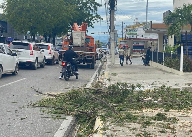 Gigantesco árbol cae sobre la avenida Estrella Sadhalá en medio de los fuertes vientos del huracán Melissa en Santiago