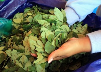 Bolivia defiende en cita científica de la OMS sacar la hoja de coca de la lista de estupefacientes