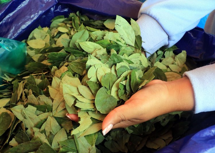 Bolivia defiende en cita científica de la OMS sacar la hoja de coca de la lista de estupefacientes