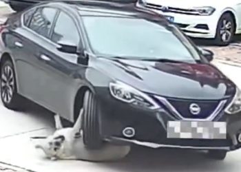 Perro obeso sobrevive a accidente de tráfico en China gracias a su exceso de grasa