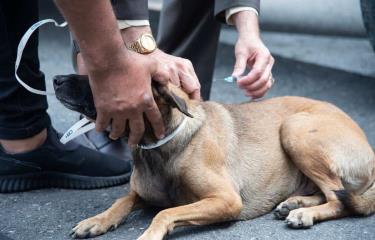 Salud Pública intensifica jornada de vacunación antirrábica en Monseñor Nouel