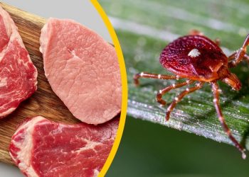 Documentan primera muerte por alergia a carne roja ligada a picadura de garrapata en EEUU