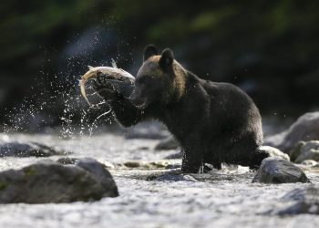 Japón despliega soldados para poner freno a los crecientes ataques de osos