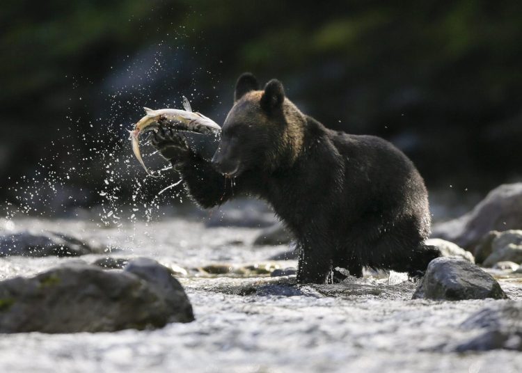 Japón despliega soldados para poner freno a los crecientes ataques de osos