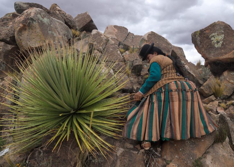 Bolivia da pasos para la conservación de la puya raimondii, la planta «reina de los Andes»