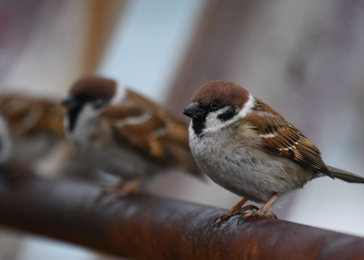 Detectan por primera vez en humanos una enfermedad documentada solo en aves