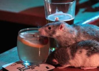 Desarrollan en España un nuevo compuesto que reduce el impulso de beber alcohol en estudios con ratones