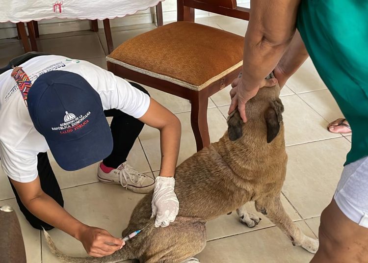 Jornada de Vacunación Antirrábica en Bonao culmina con gran éxito