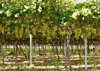 Agricultura inicia cosecha de uvas de mesa en San Juan