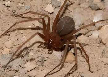 Descubren en una cueva entre Grecia y Albania una telaraña con más de cien mil arañas
