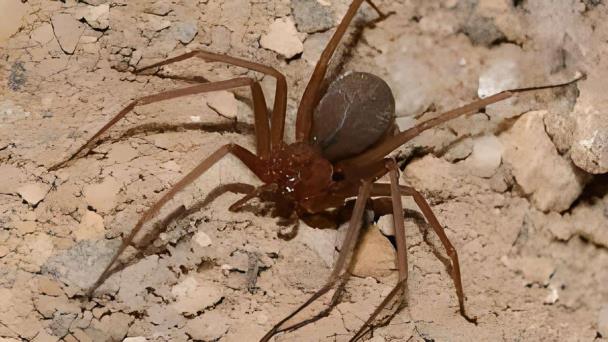 Descubren en una cueva entre Grecia y Albania una telaraña con más de cien mil arañas