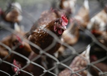 España prohíbe la cría de aves de corral al aire libre para prevenir la gripe aviar