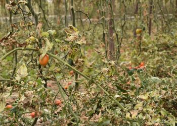La crisis climática destroza cultivos y condena al hambre a millones de personas
