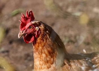Irlanda ordena confinamiento de aves de corral tras confirmar dos brotes de gripe aviar