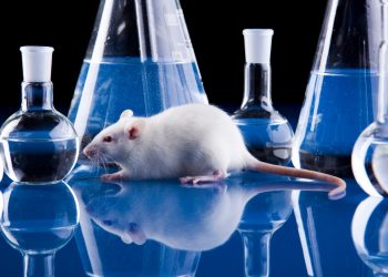 El Gobierno británico planea la eliminación gradual de los experimentos médicos con animales