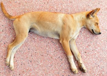 Indignación en Castillo por el envenenamiento de varios perros