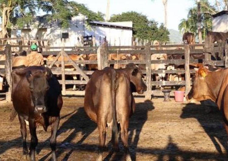 El Supremo indio ordena retirar vacas de las carreteras y perros de escuelas y hospitales