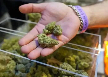 Trump amplía el acceso a la marihuana en el mayor cambio de la política de drogas de EE.UU. en décadas