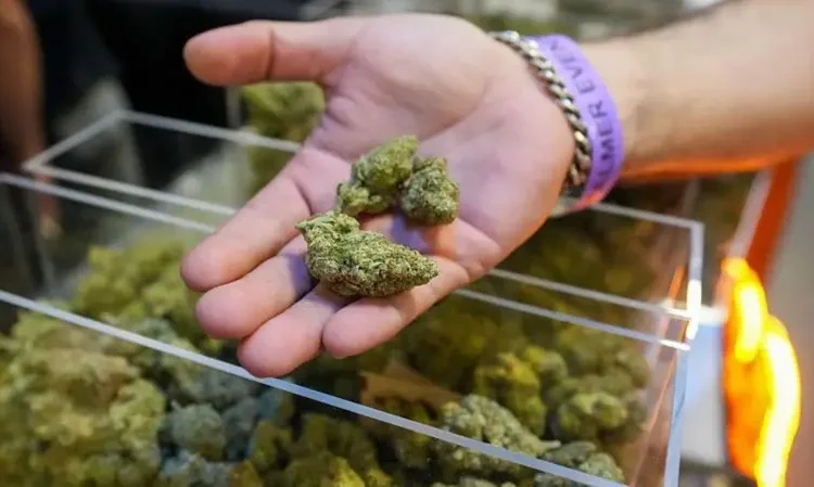 Trump amplía el acceso a la marihuana en el mayor cambio de la política de drogas de EE.UU. en décadas