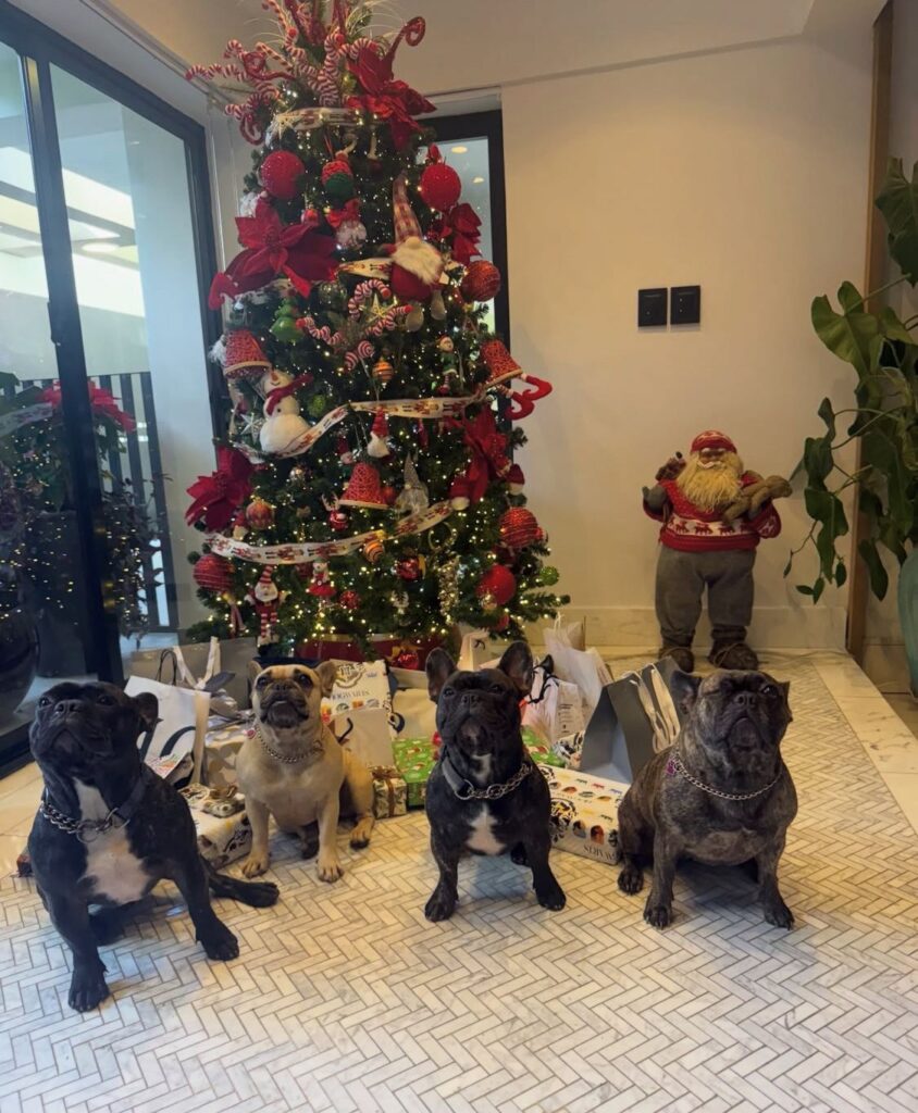 ¡Alerta ternura! Mascotas se adueñaron de postales navideñas - Noticias de hoy en República Dominicana | De Último Minuto