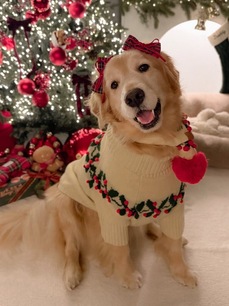 ¡Alerta ternura! Mascotas se adueñaron de postales navideñas - Noticias de hoy en República Dominicana | De Último Minuto