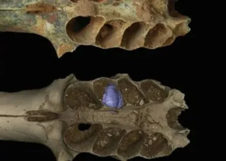 Descubren nidos fósiles de abejas en mandíbulas de mamíferos prehistóricos en República Dominicana