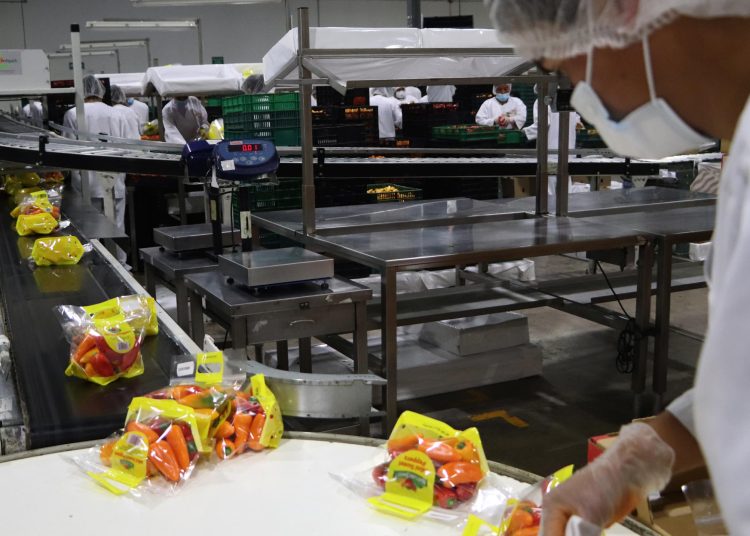 Unos 40.000 productores mantienen producción de alimentos orgánicos en México en 2025