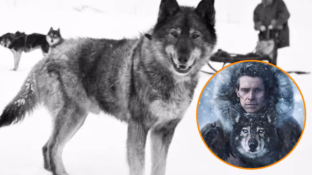 “Togo”: la historia real del perro héroe de Alaska que inspiró una película