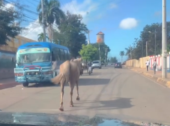 Denuncian caballos andan sin control en Bayaguana