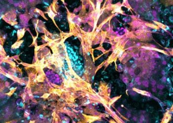 Logran implantar con éxito un embrión en un endometrio artificial