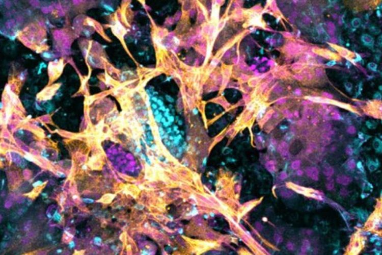 Logran implantar con éxito un embrión en un endometrio artificial