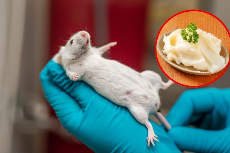 Un estudio chino halla que la manteca de cerdo reduce grasa e inflamación en ratones