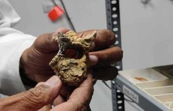 Descubren nidos fósiles de abejas en mandíbulas de mamíferos prehistóricos en República Dominicana - Noticias de hoy en República Dominicana | De Último Minuto