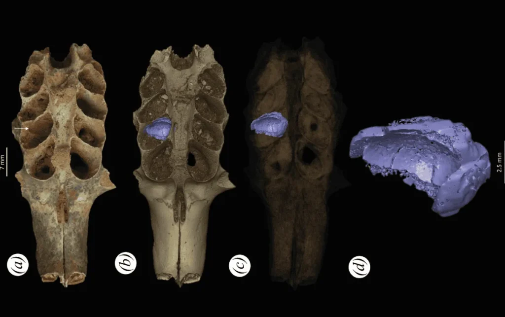 Descubren nidos fósiles de abejas en mandíbulas de mamíferos prehistóricos en República Dominicana - Noticias de hoy en República Dominicana | De Último Minuto