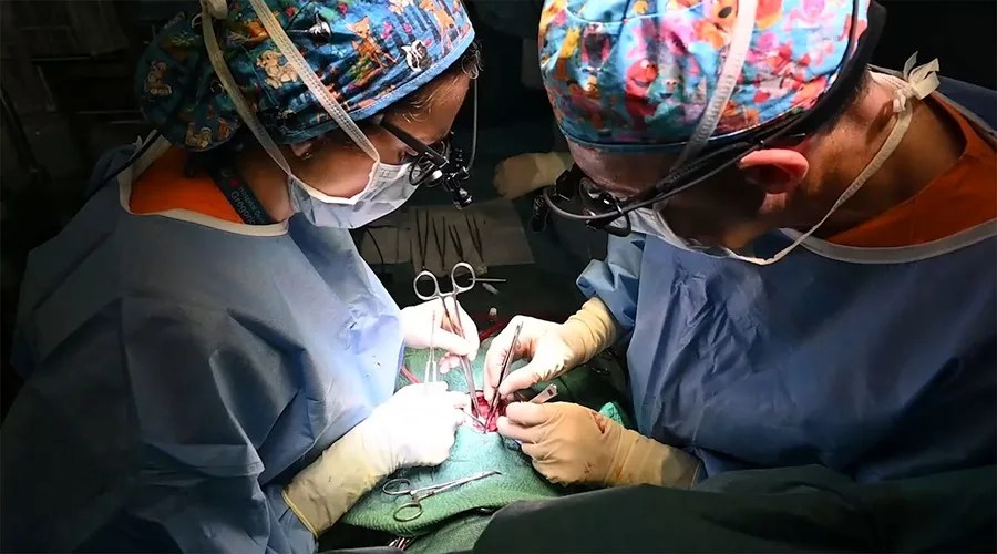 Mariami, la primera bebé trasplantada parcialmente de corazón en Europa, recibe el alta | 2 | El Hospital General Universitario Gregorio Marañón ha dado de alta a la pequeña Mariami, primera bebé menor de un año en recibir un trasplante parcial de corazón en Europa.