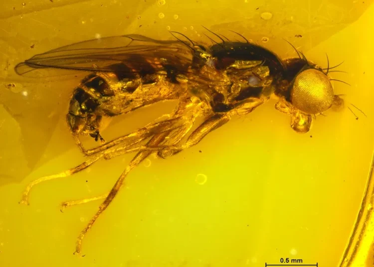 Científicos del Museo Americano de Historia Natural descubren 70 nuevas especies en 2025